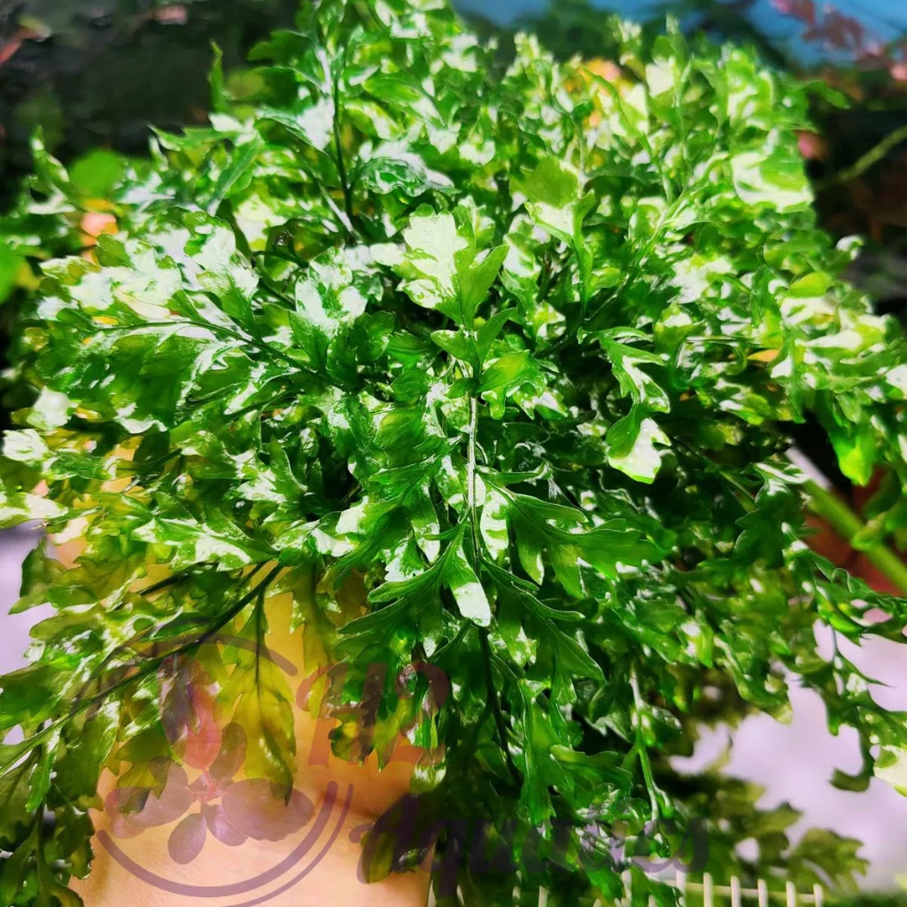 Cây thủy sinh Dương xỉ châu phi - Cây thủy sinh lá nước - H2 Aquatics