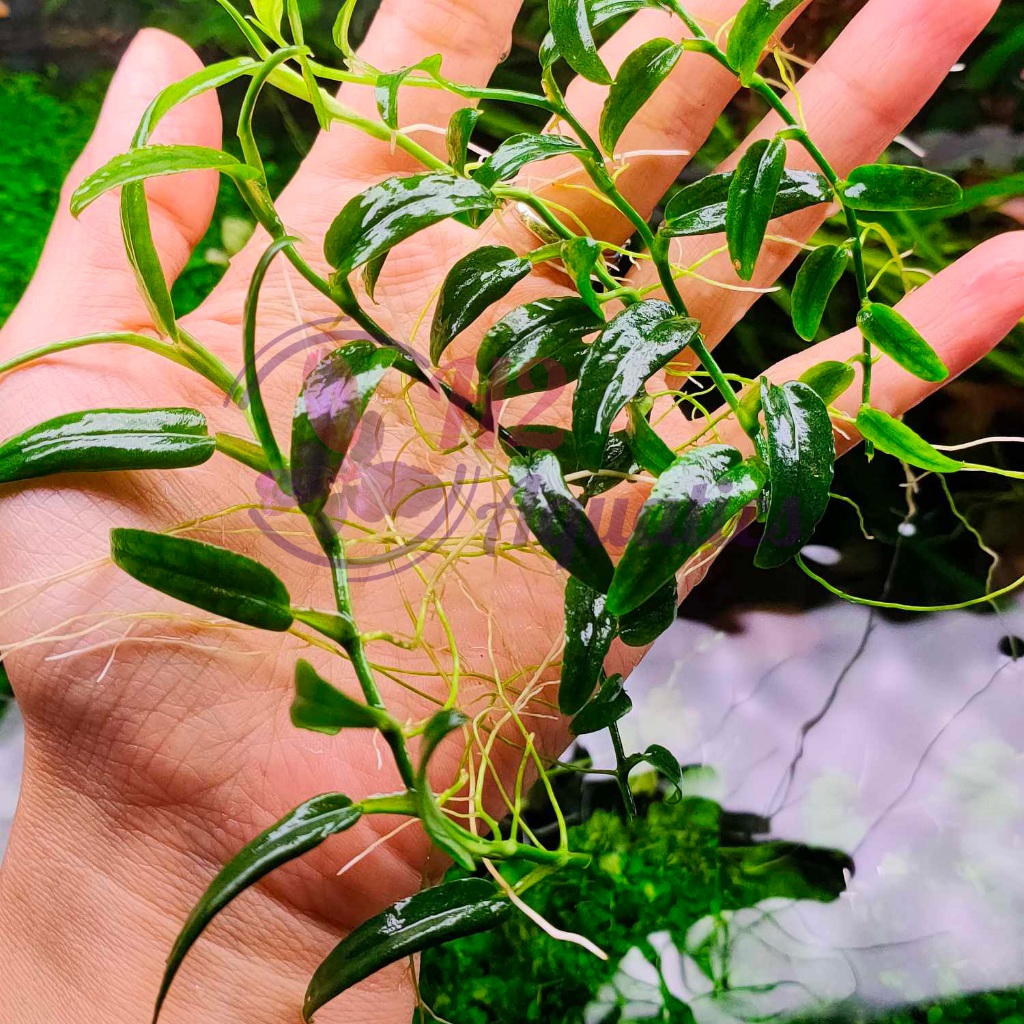 Cây ráy dây leo thủy sinh - Cây thủy sinh lá nước - H2 Aquatics
