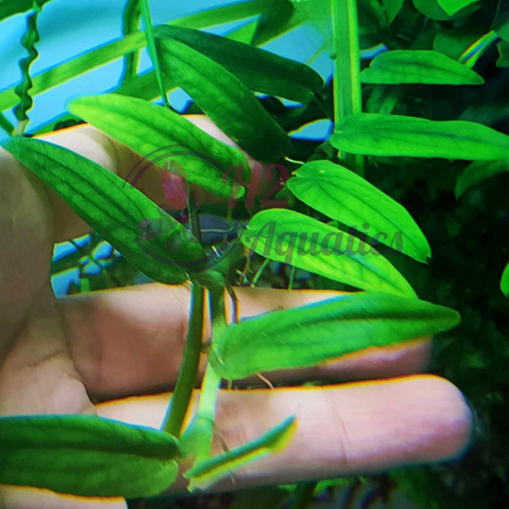 Cây ráy dây leo thủy sinh - Cây thủy sinh lá nước - H2 Aquatics