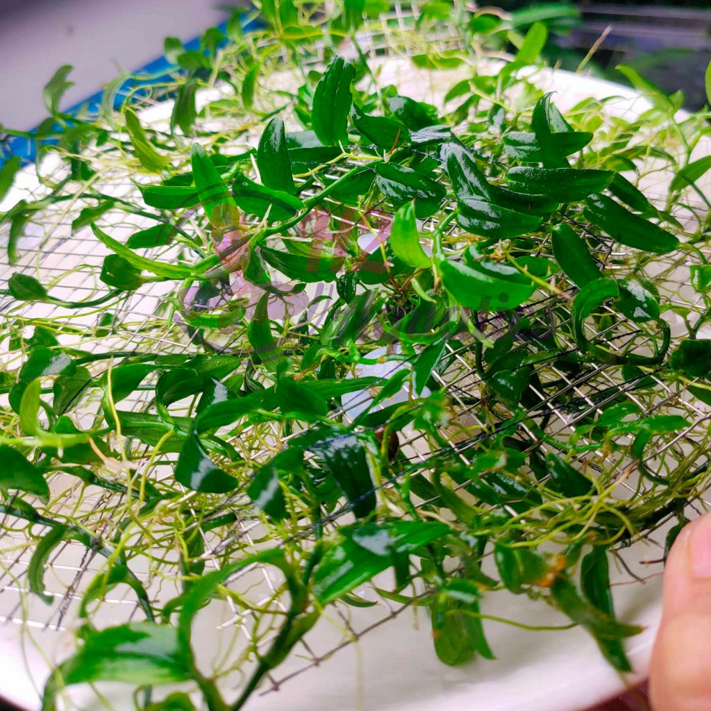 Cây ráy dây leo thủy sinh - Cây thủy sinh lá nước - H2 Aquatics