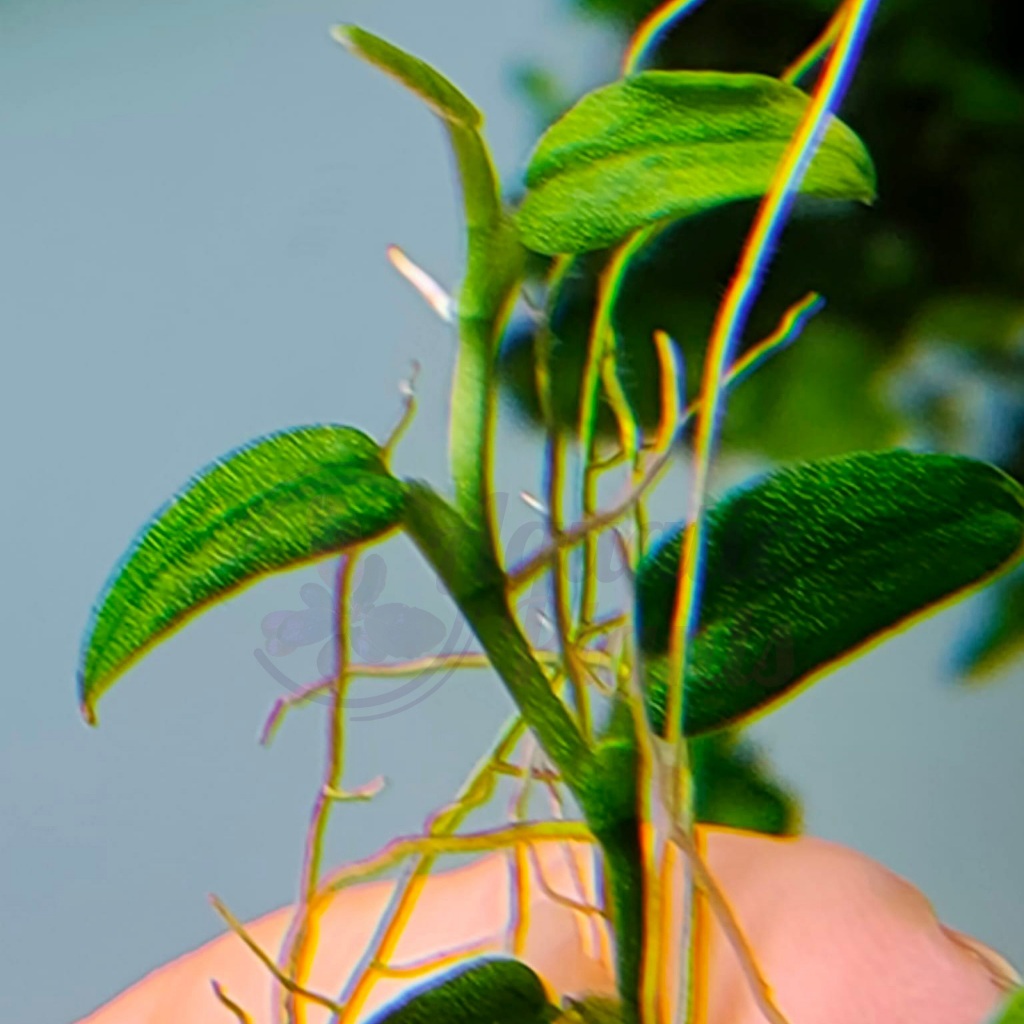 Cây ráy dây leo thủy sinh - Cây thủy sinh lá nước - H2 Aquatics