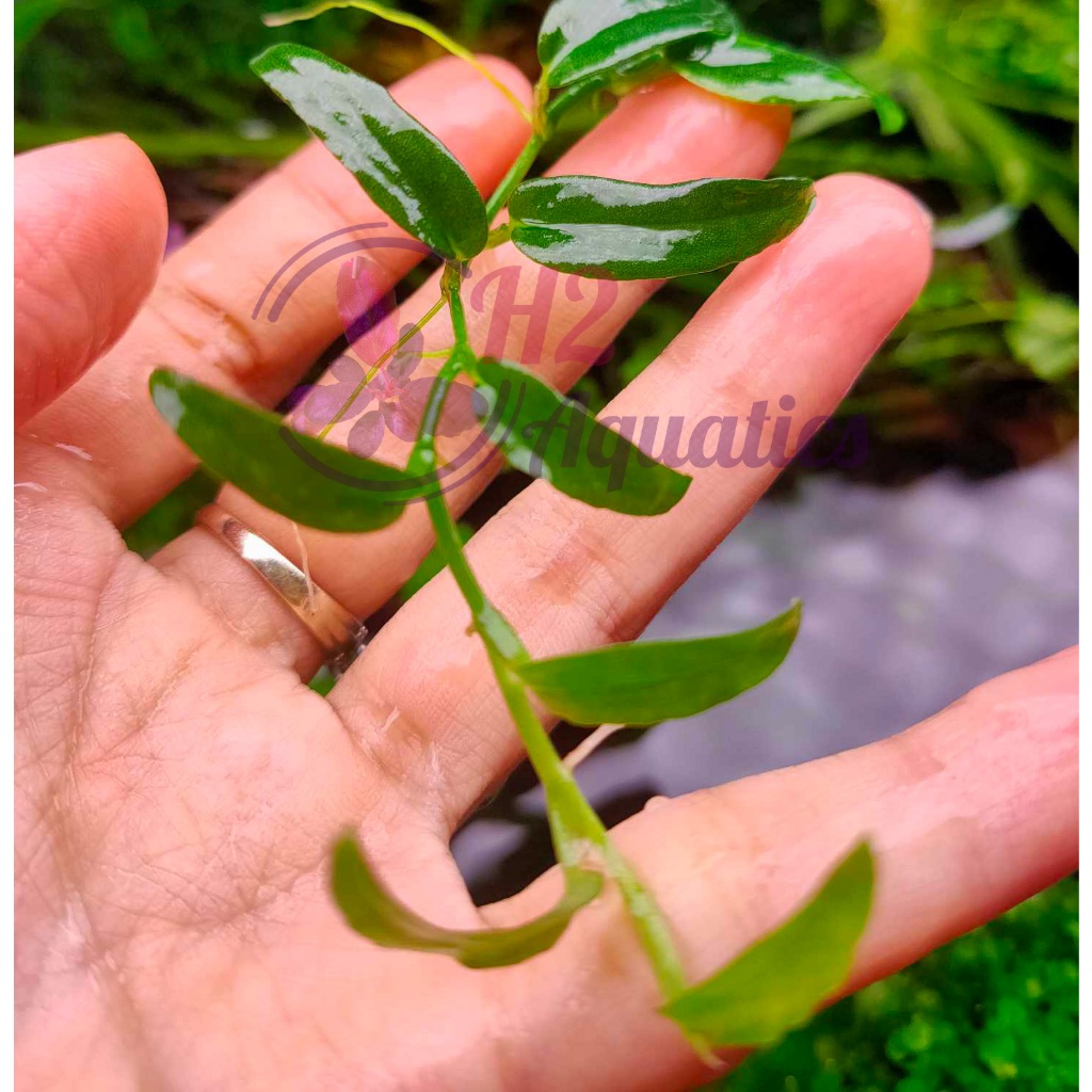 Cây ráy dây leo thủy sinh - Cây thủy sinh lá nước - H2 Aquatics