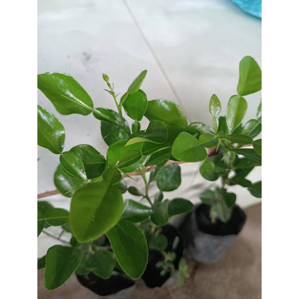 Chanh thái. Chúc giống.gia15k. Cây gieo hạt 6 tháng. Khoẻ