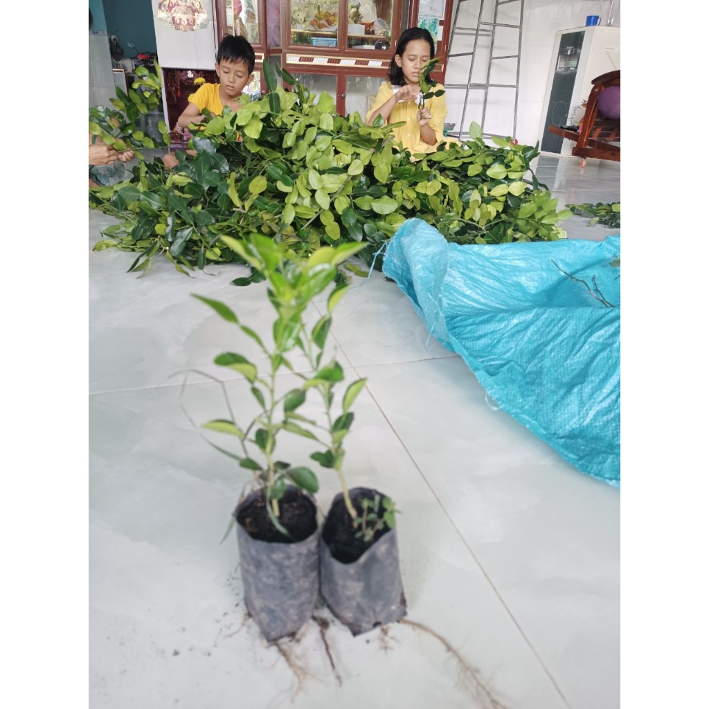 Chanh thái. Chúc giống.gia15k. Cây gieo hạt 6 tháng. Khoẻ