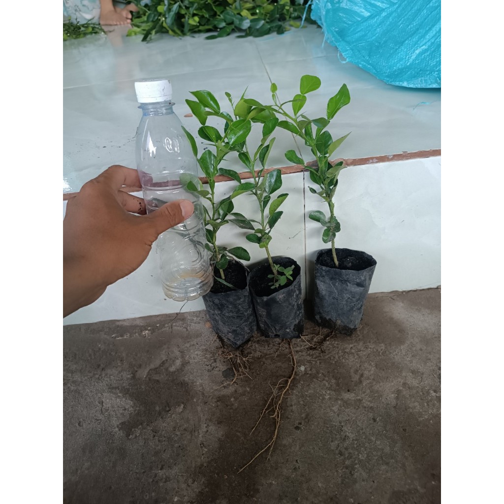 Chanh thái. Chúc giống.gia15k. Cây gieo hạt 6 tháng. Khoẻ