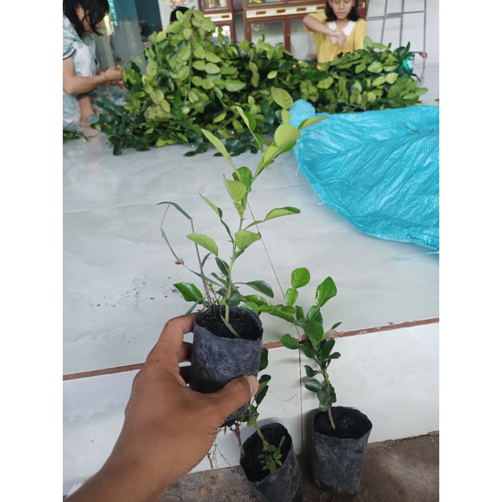 Chanh thái. Chúc giống.gia15k. Cây gieo hạt 6 tháng. Khoẻ
