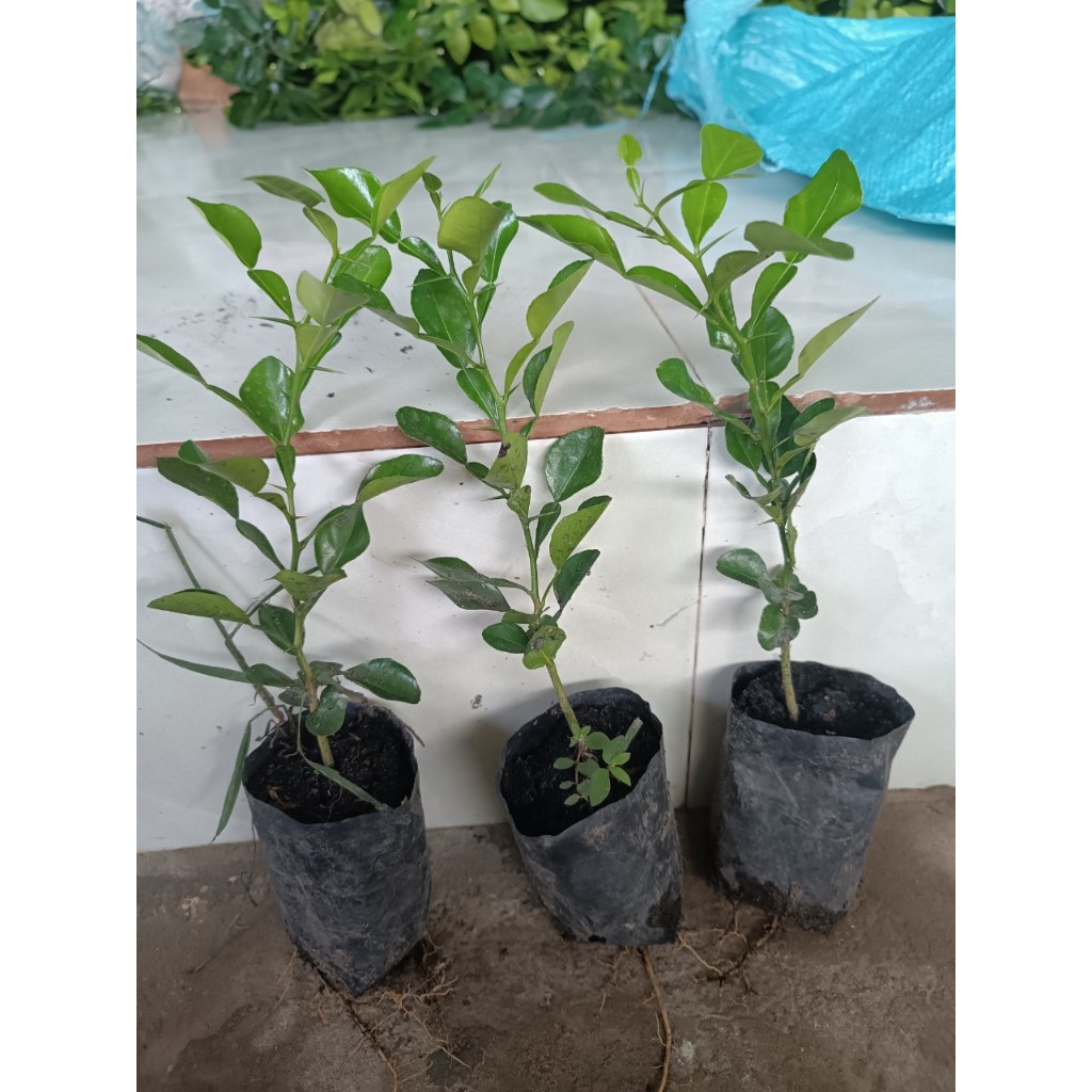 Chanh thái. Chúc giống.gia15k. Cây gieo hạt 6 tháng. Khoẻ