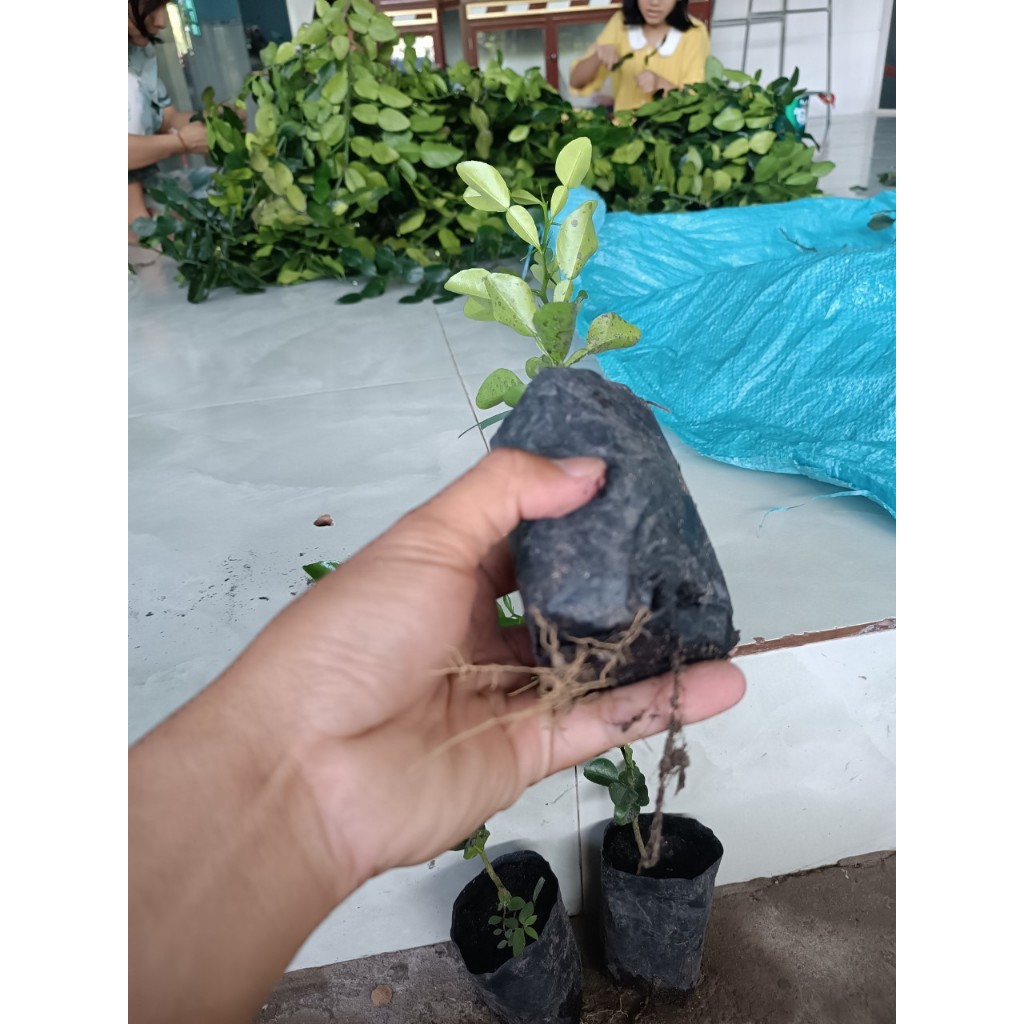 Chanh thái. Chúc giống.gia15k. Cây gieo hạt 6 tháng. Khoẻ