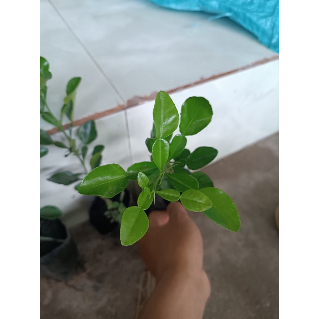 Chanh thái. Chúc giống.gia15k. Cây gieo hạt 6 tháng. Khoẻ