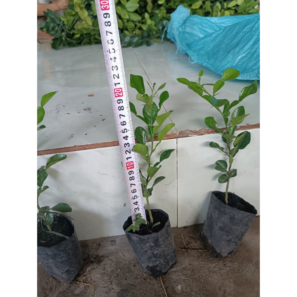 Chanh thái. Chúc giống.gia15k. Cây gieo hạt 6 tháng. Khoẻ