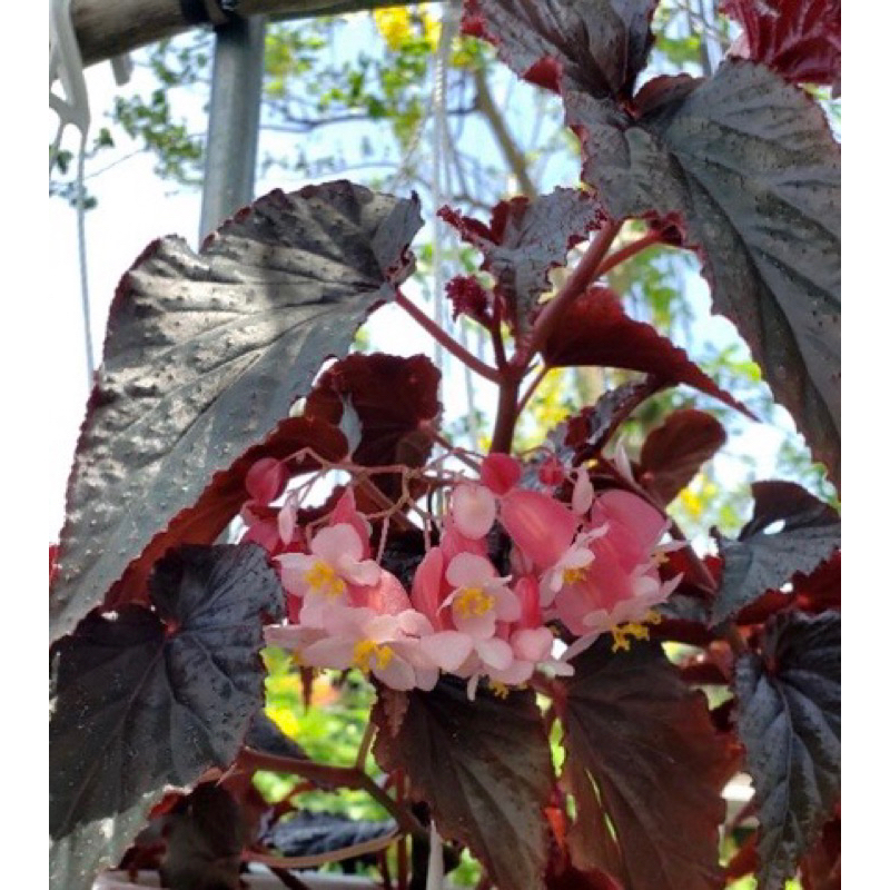 Cây Begonia Red Angel Wing - Cây Thu Hải Đường Cánh Thiên Thần Đỏ