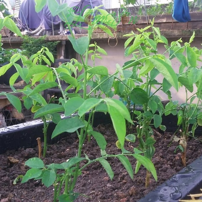 Hạt giống Rau Ngót gói 1gram  hàng chính hãng công ty đóng gói