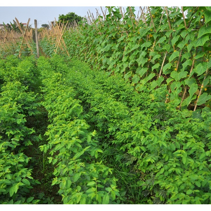 Hạt giống Rau Ngót gói 1gram  hàng chính hãng công ty đóng gói