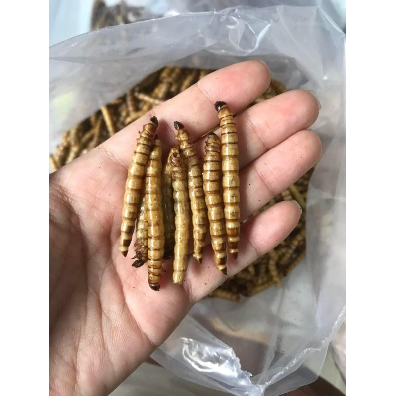 Sâu sấy khô 25gam không gia vị cho nhím kiểng, hamster