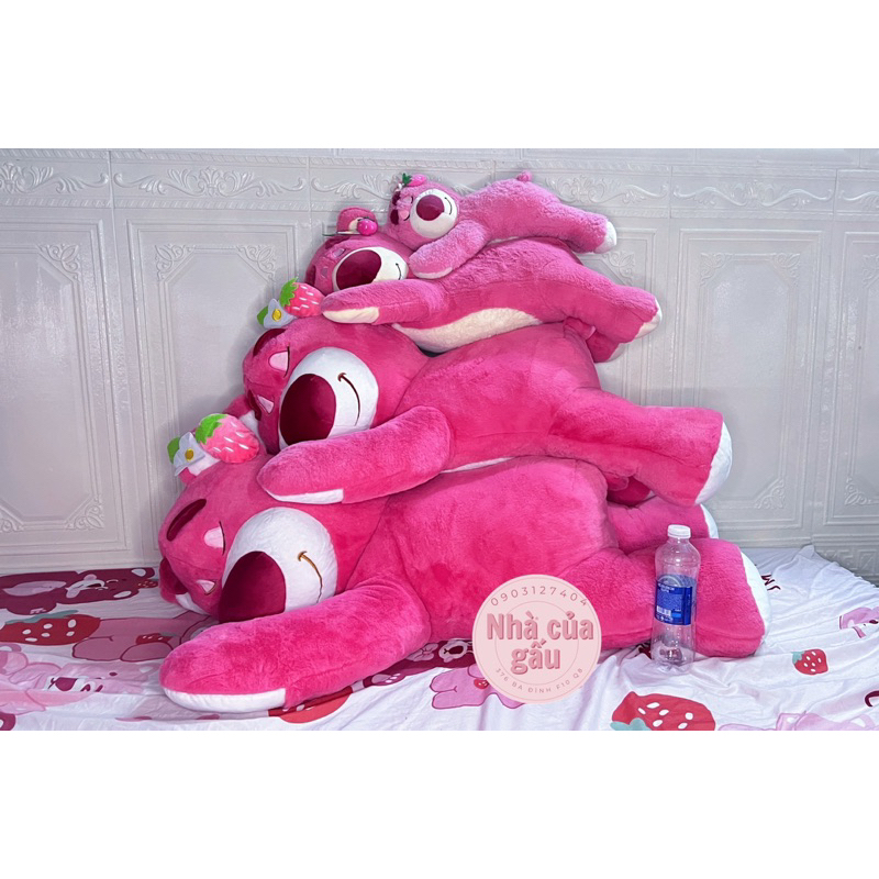 losto gấu dâu nằm