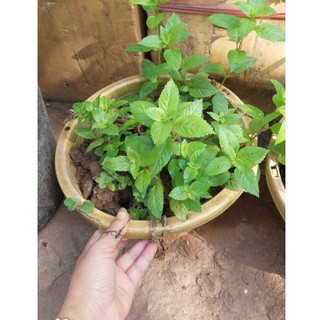 Chảo trồng cây sương sáo làm thạch bầu to trồng xuống cho thu hoạch