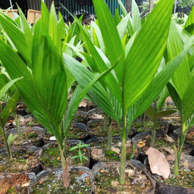 Cây Cau lùn lai, 1m