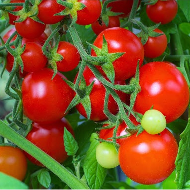 Hạt giống Cà Chua Bi Lùn hàng chính hãng công ty đóng gói