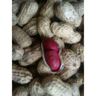 1kg lạc đỏ