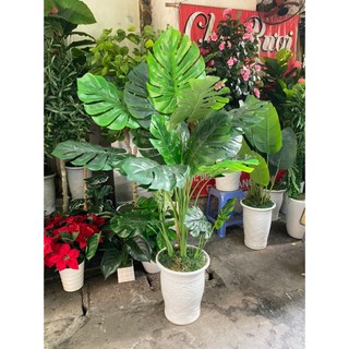 Cây giả cây lá rùa giả trang trí decor nhà cửa bền đẹp