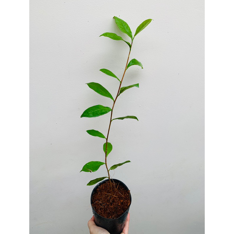 Cây giống trà xanh - lá nấu uống thanh nhiệt, mát gan