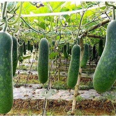 Hạt giống Bí Sặt 1gram hàng chính hãng công ty đóng gói