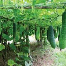 Hạt giống Bí Sặt 1gram hàng chính hãng công ty đóng gói