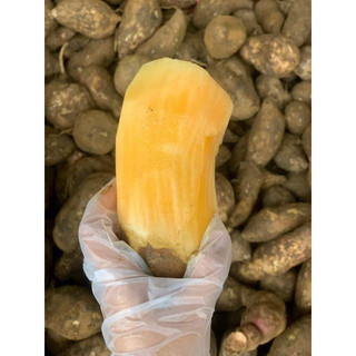 Combo 3kg củ khoai sâm đất củ to