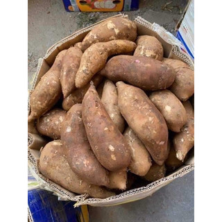 Combo 3kg củ Khoai Sâm Đất Củ To