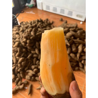 Combo 3kg củ Khoai Sâm Đất Củ To