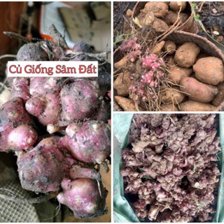 1kg củ khoai sâm đất giống