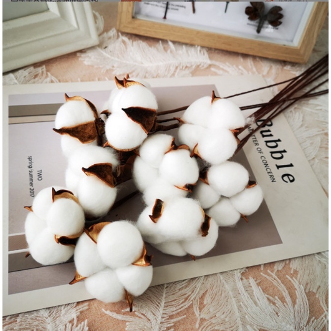 Hoa bông gòn khô decor chụp ảnh, trang trí giáng sinh, lễ tết