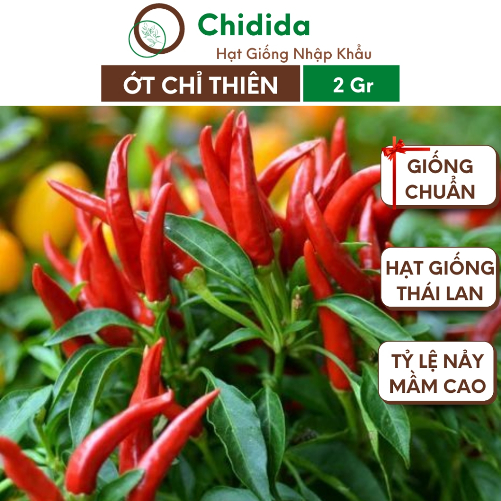 Hạt giống ớt chỉ thiên Chidida ớt siêu cay giống Thái Lan trái lớn dài năng suất cao kháng bệnh gói 0.5g