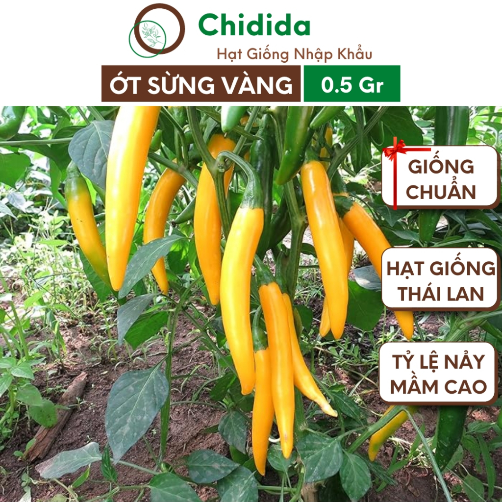 Hạt giống ớt sừng vàng Chidida ớt châu phi trái to năng suất cực cao siêu cay siêu thơm Thái Lan gói 0.5g