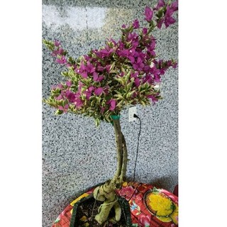 1 Chậu hoa giấy cẩm thạch gốc hình đẹp như hình 1