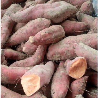 KHOAI LANG NGHỆ ĐĂKLẮK mới nhổ