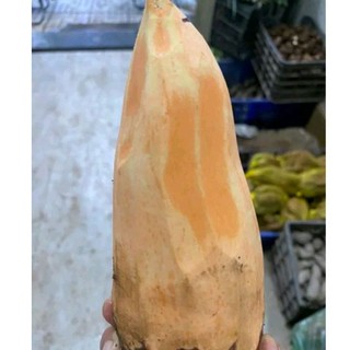 KHOAI LANG NGHỆ ĐĂKLẮK mới nhổ