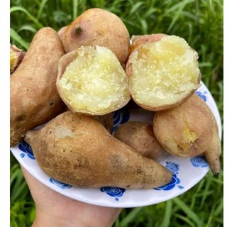 2kg- khoai lang sữa ú nu mới nhổ