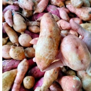 2Kg- KHOAI LANG SỮA ú nu mới nhổ