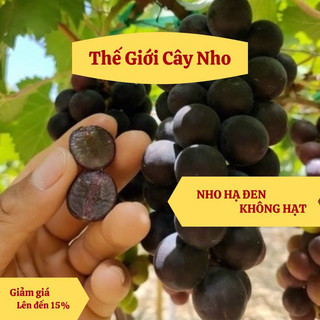 Giống nho hạ đen