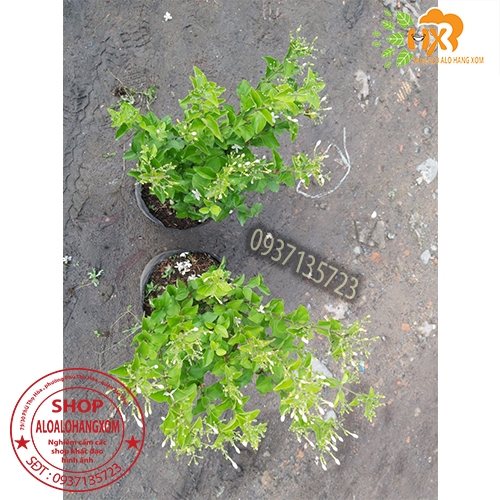 CÂY HOA LÀI HOÀNG GIA