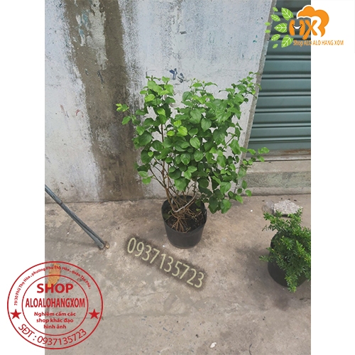 CÂY HOA LÀI HOÀNG GIA