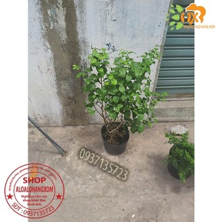 CÂY HOA LÀI HOÀNG GIA