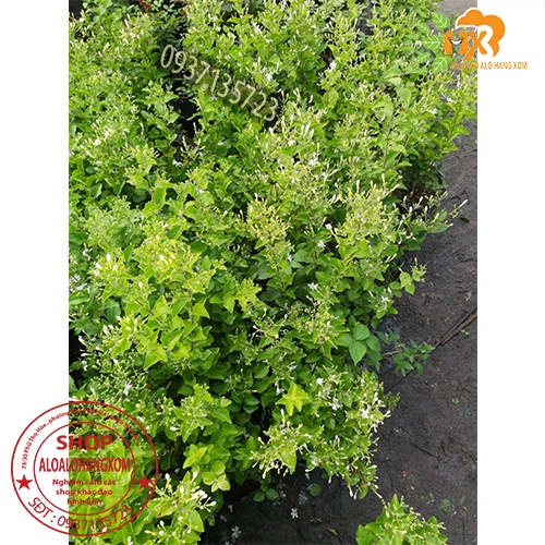 CÂY HOA LÀI HOÀNG GIA