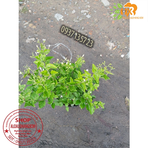 CÂY HOA LÀI HOÀNG GIA