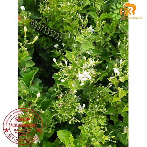 CÂY HOA LÀI HOÀNG GIA