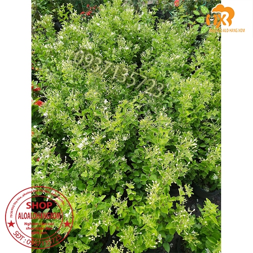 CÂY HOA LÀI HOÀNG GIA