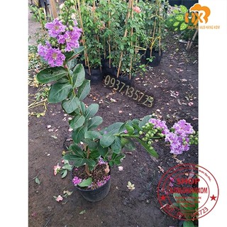 Cây bằng lăng tím cao từ 40-60 cm