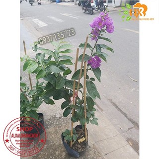 cây bằng lăng tím cao từ 40-60 cm