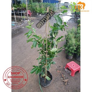 cây bằng lăng tím thái cao từ 40-60 cm